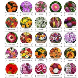 Seeds 20 Varieties of Flower Seeds Combo (1 Pkt / 20 Varieties)