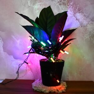 Premium Multi-Color LED Decorative String Lights (9 Mtr)